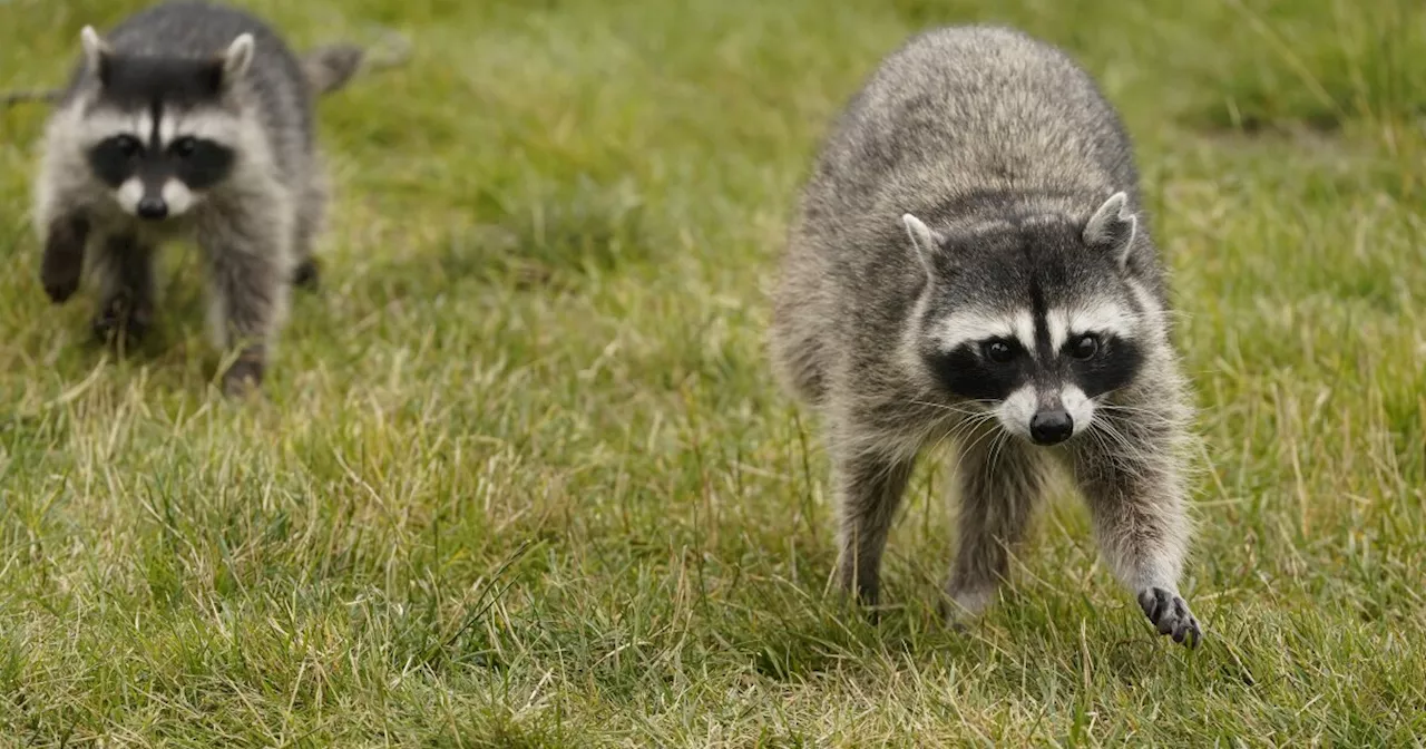 2 people infected with raccoon roundworm disease. Here's how to avoid exposure