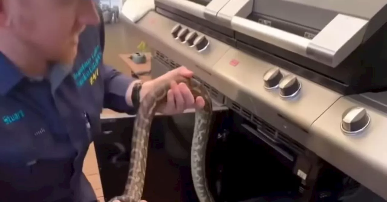 Snake catcher's summer warning after finding huge python hidden inside outdoor barbecue