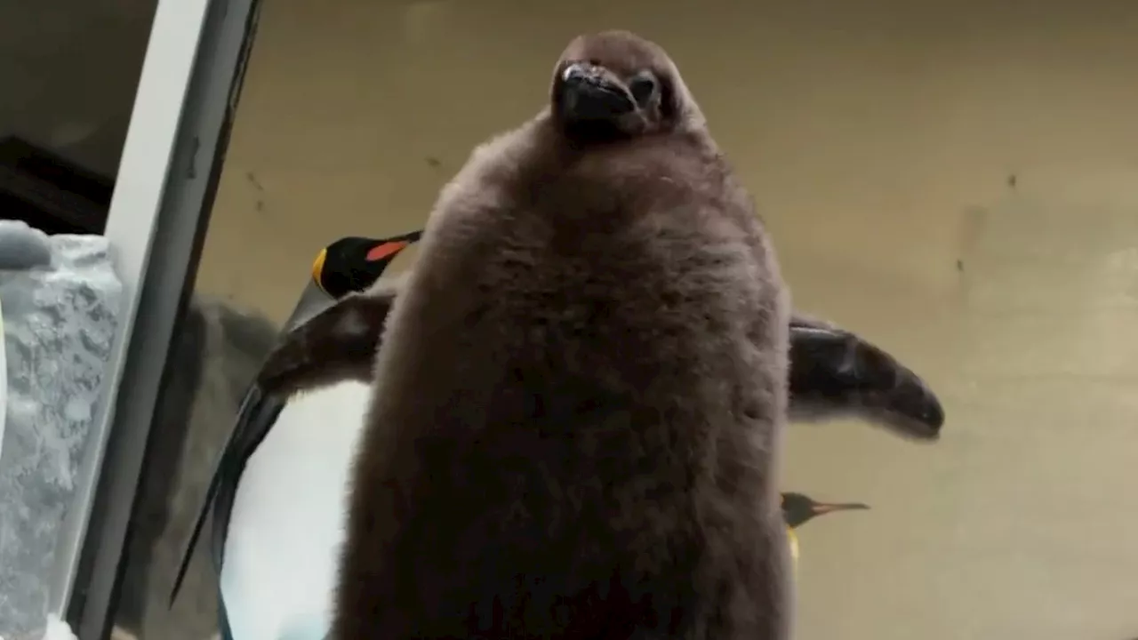 Meet Pesto, the internet's favorite fuzzy baby penguin