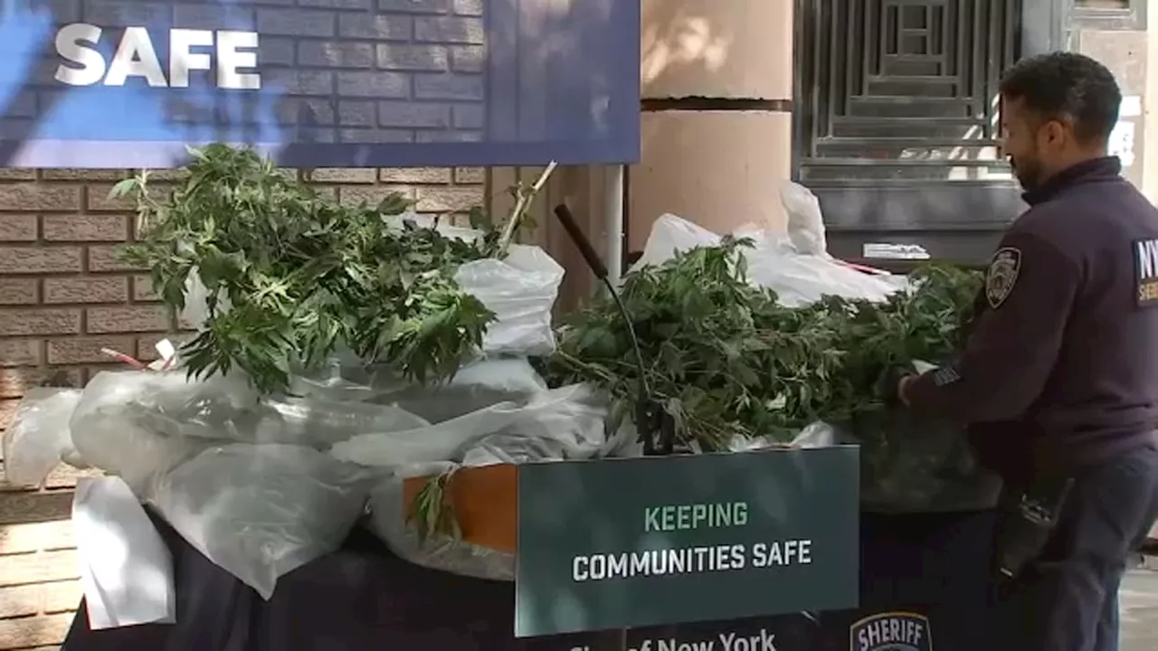 Nearly 100 marijuana plants seized by city marshals in the Bronx: officials