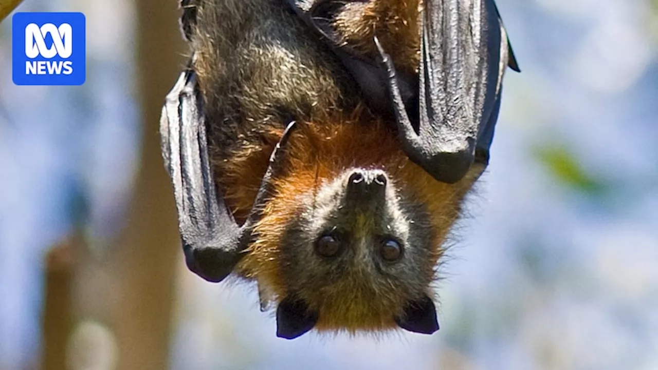 BatCam live streaming reveals hidden life of threatened grey-headed flying fox