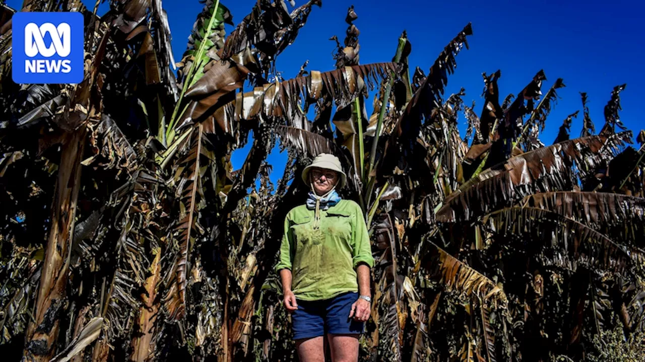 Carnarvon bushfire damages bananas farms, avocados and mango crops