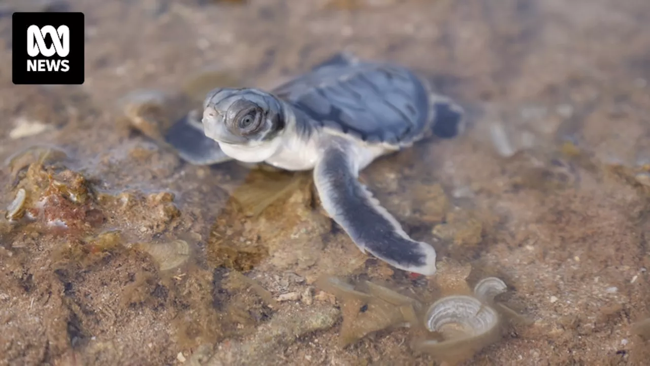 Feral deer eradicated from Wild Duck Island to protect threatened turtles