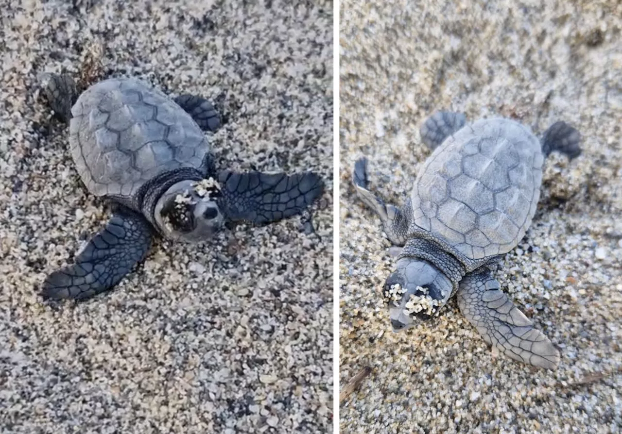 Les bébés tortues sont nés, une plage des Pyrénées-Orientales toujours sous protection