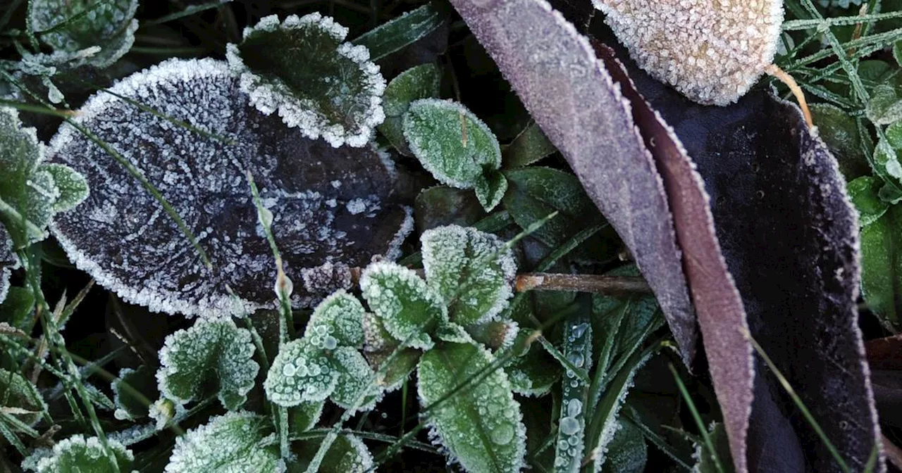 First frost, Part 2: You can’t just bring plants inside and dump them into storage