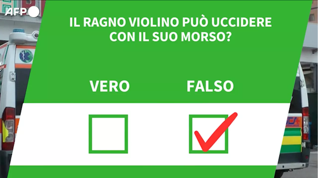  Il ragno violino puo' uccidere con il suo morso?