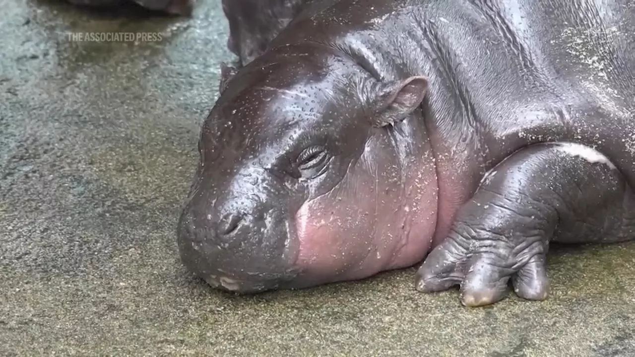 Thai zoo, home to baby hippo and internet sensation Moo Deng, is patenting the pygmy