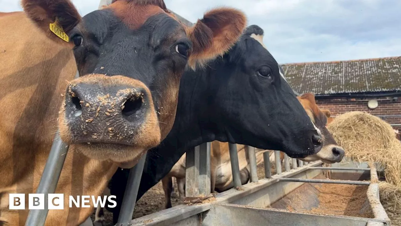 Bluetongue. Farmers want livestock imports paused to stop disease