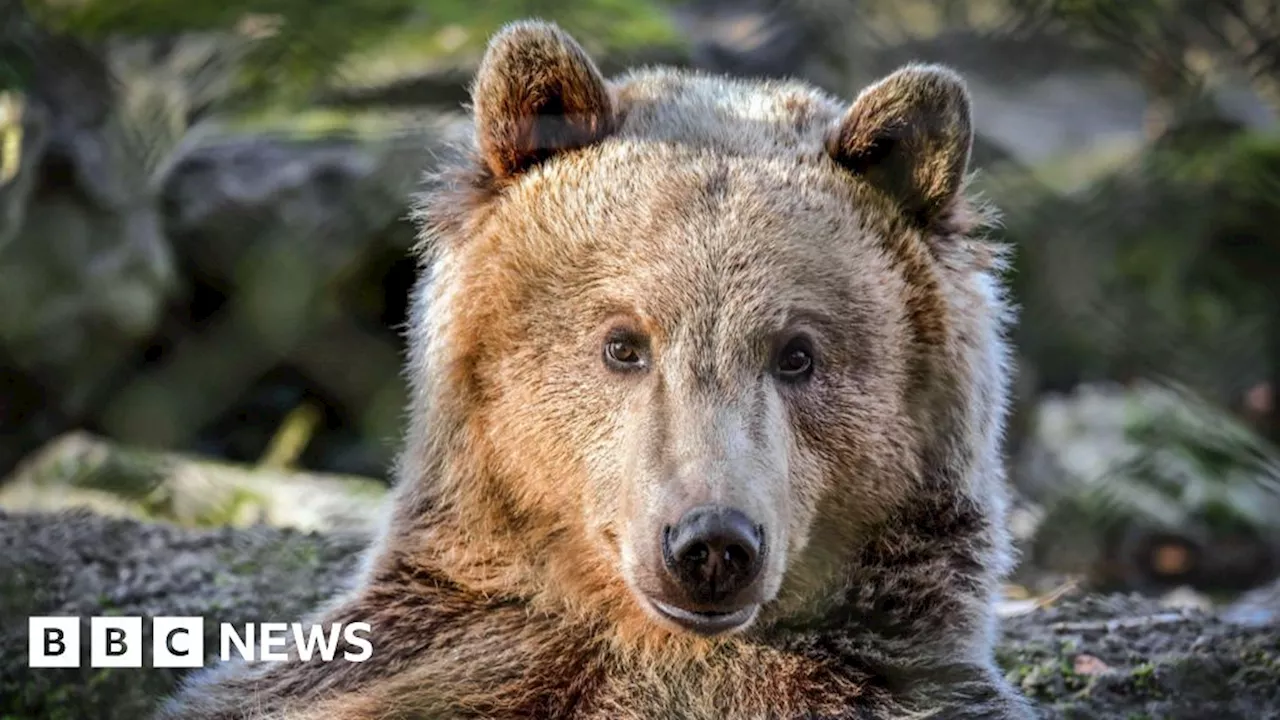 Canterbury: Brown bear suffering seizures to have brain surgery