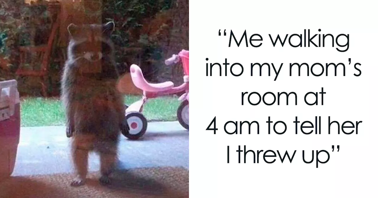 Raccoons Have Never Been More Relatable Than They Are In These 83 Dark Humor Memes