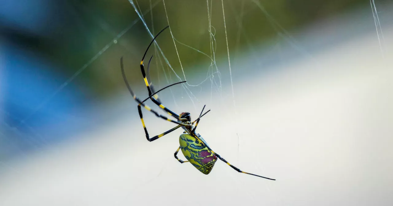 Giant 'flying' Joro spiders reported across Georgia — and now confirmed in Pennsylvania