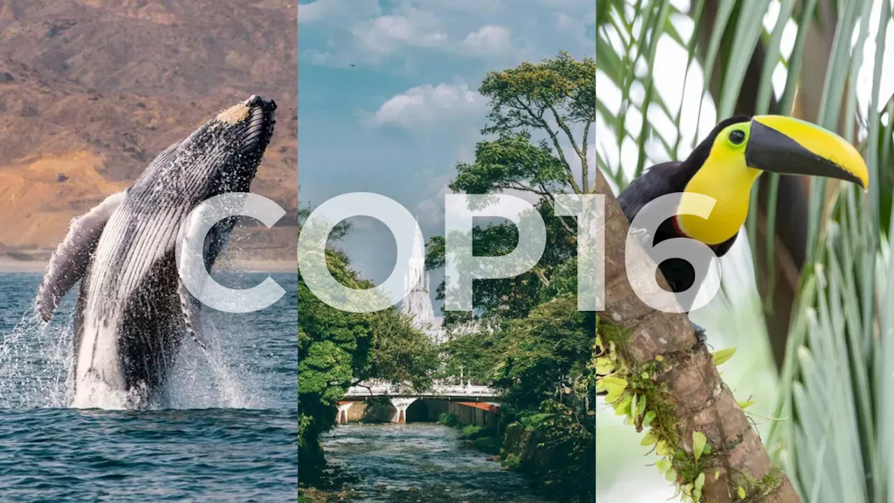 Corantioquia presentará proyectos en conservación de biodiversidad en COP16