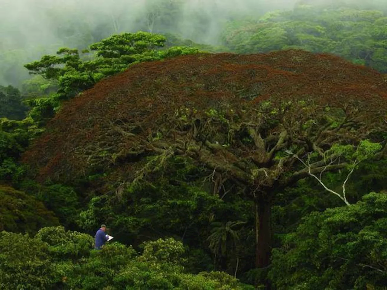 Il richiamo della natura