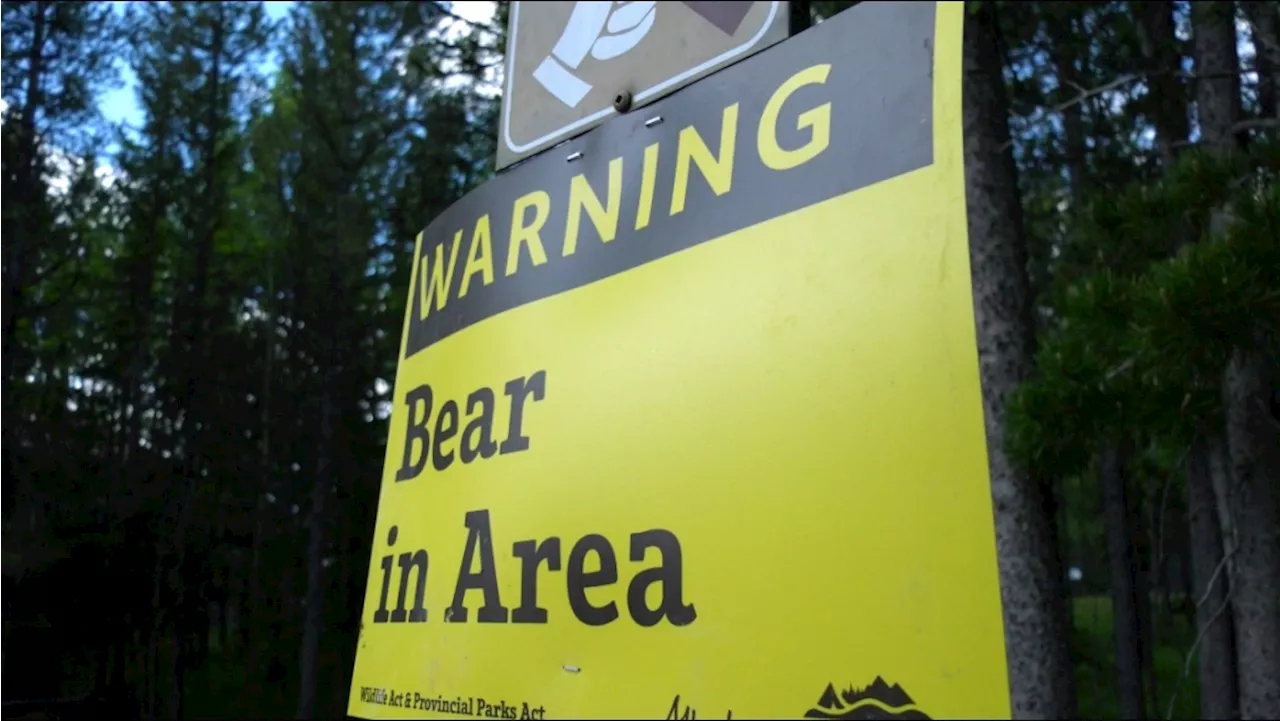 Hiker attacked by bear on trail northwest of Blairmore, Alta.