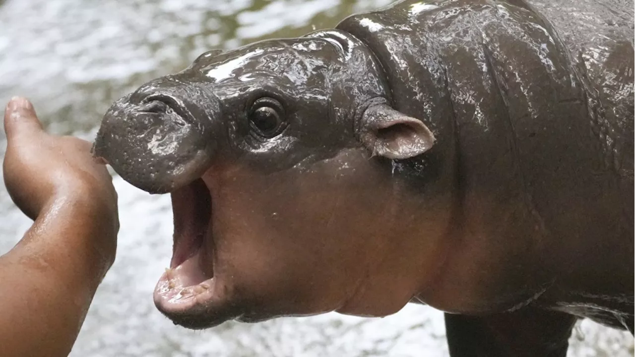 Pygmy hippo Moo Deng is so adored she may get her own patent