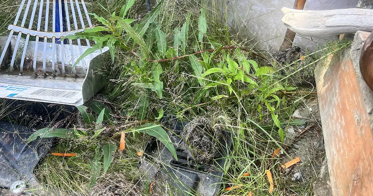 Only people with 'eyes of a sniper' can find bunnies hiding in the grass