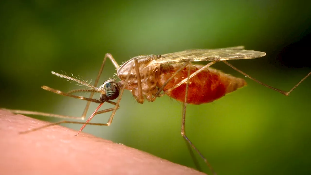 Denton County reports 4 new West Nile cases