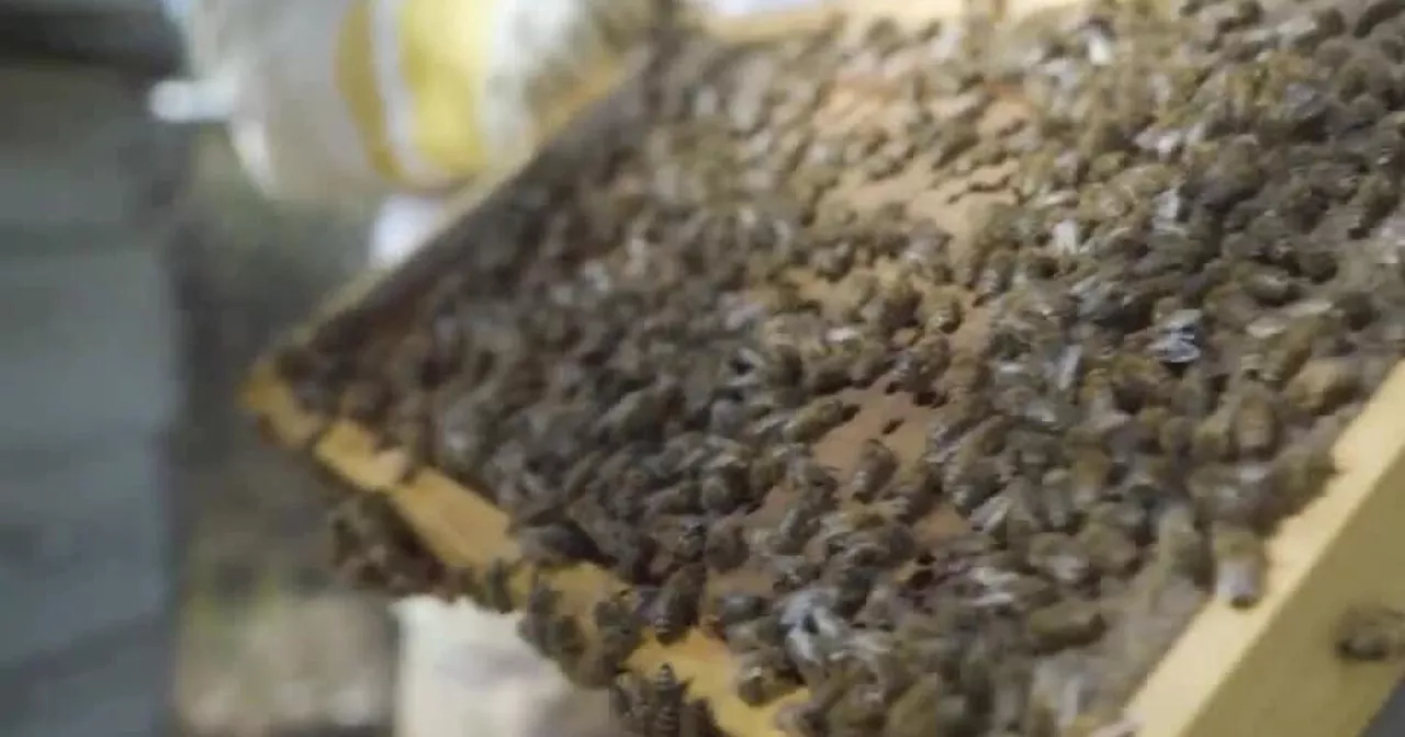 Air Force Academy's Beekeeping Club managing hives with more than 60,000 bees