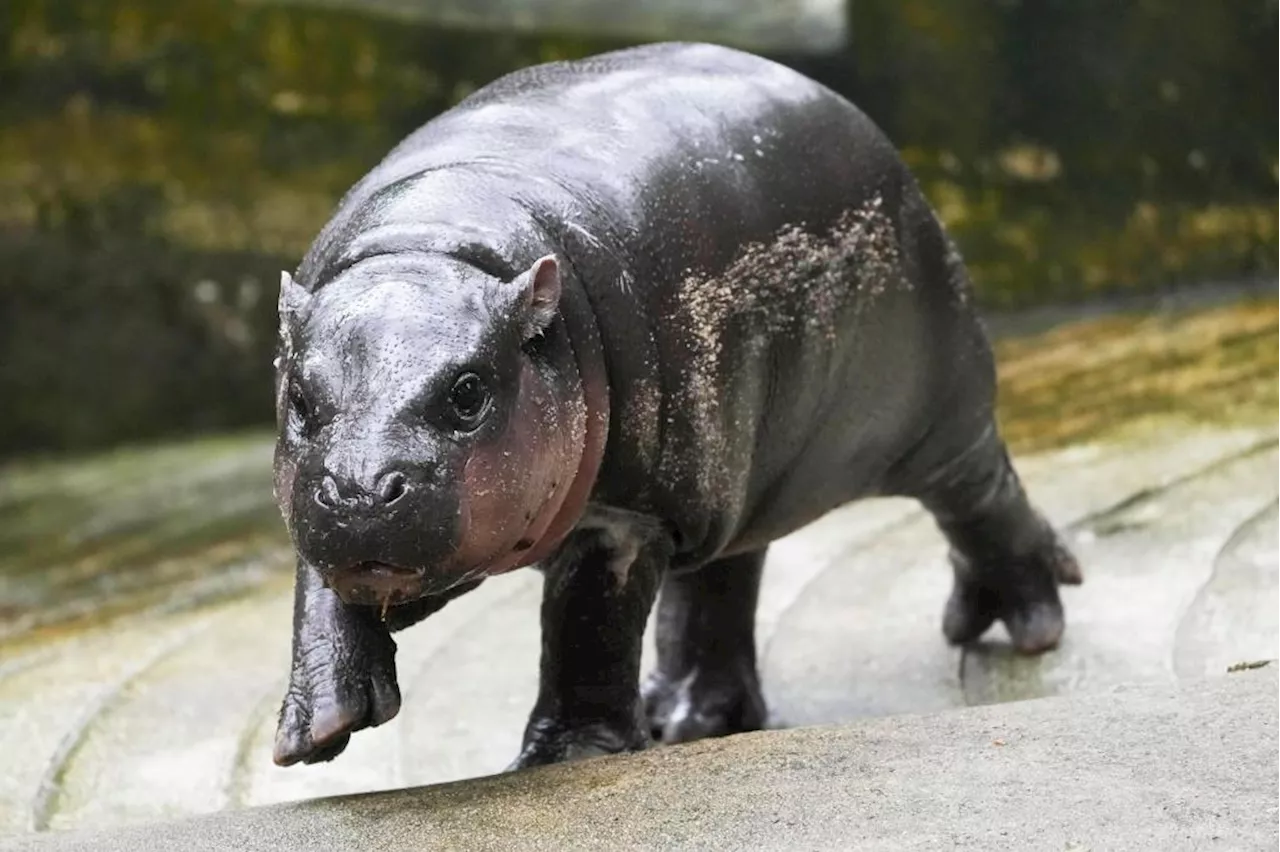 The Thai zoo home to baby hippo and internet sensation Moo Deng is patenting the pygmy