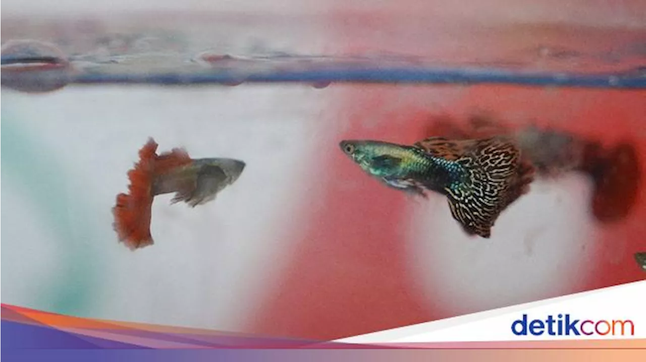 Ikan Hias Aquarium: Menjelajahi Keindahan yang Memukau