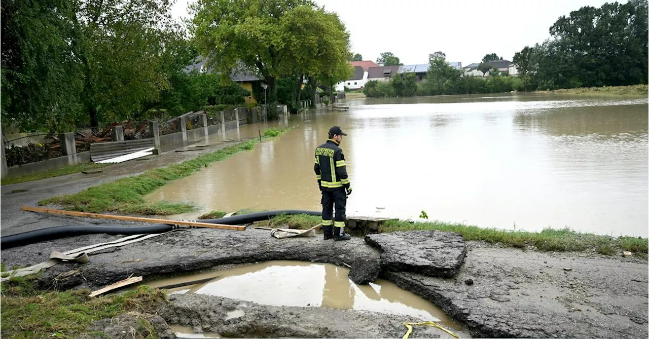 Gärtnerei Lederleitner im Tullnerfeld: Totalschaden nach Hochwasser