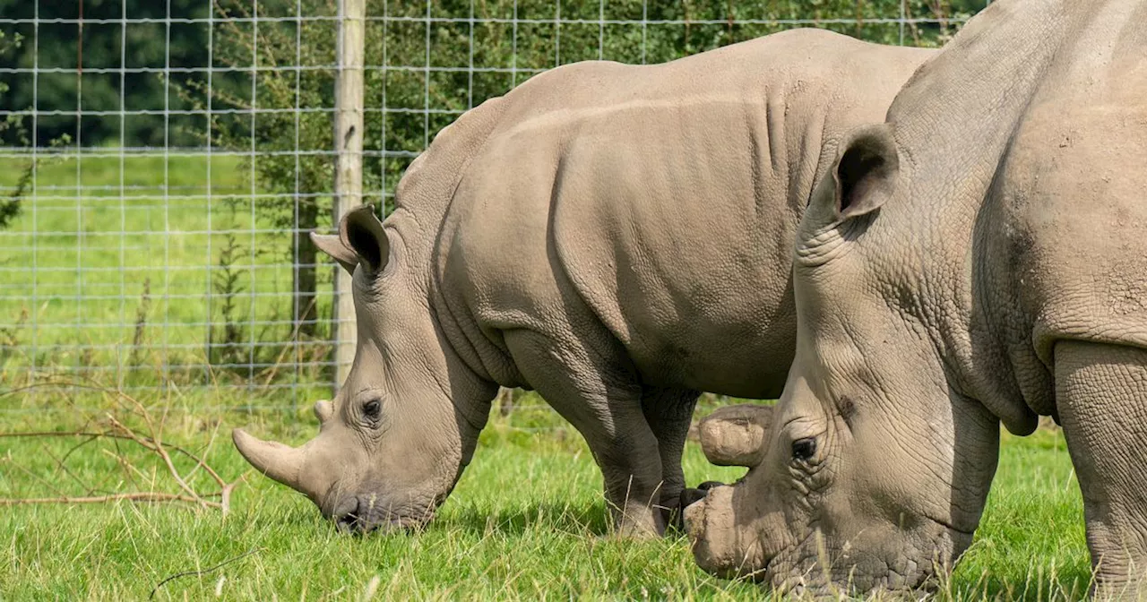 Knowsley Safari completes 'world first' with famous rhino