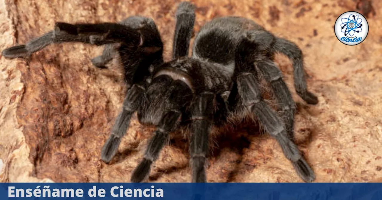 Científicos revelan que el veneno de esta peligrosa araña puede ayudar a combatir el cáncer