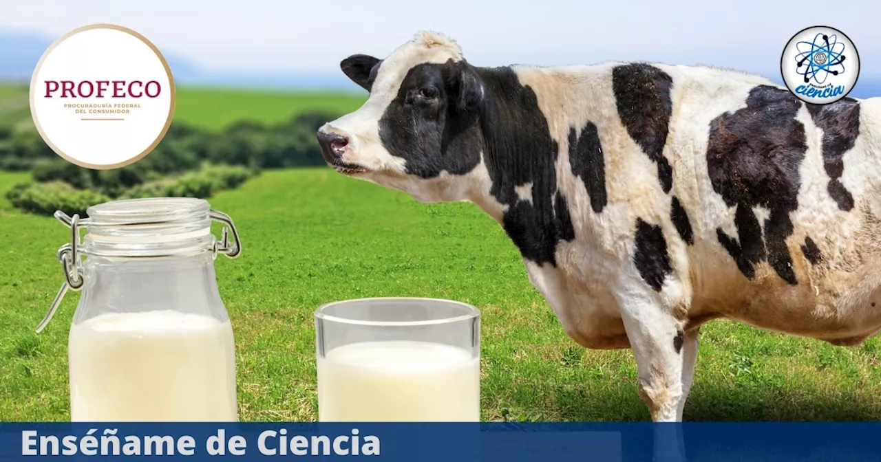 Las mejores marcas de leche según PROFECO: ¿Cuál tiene más proteína?