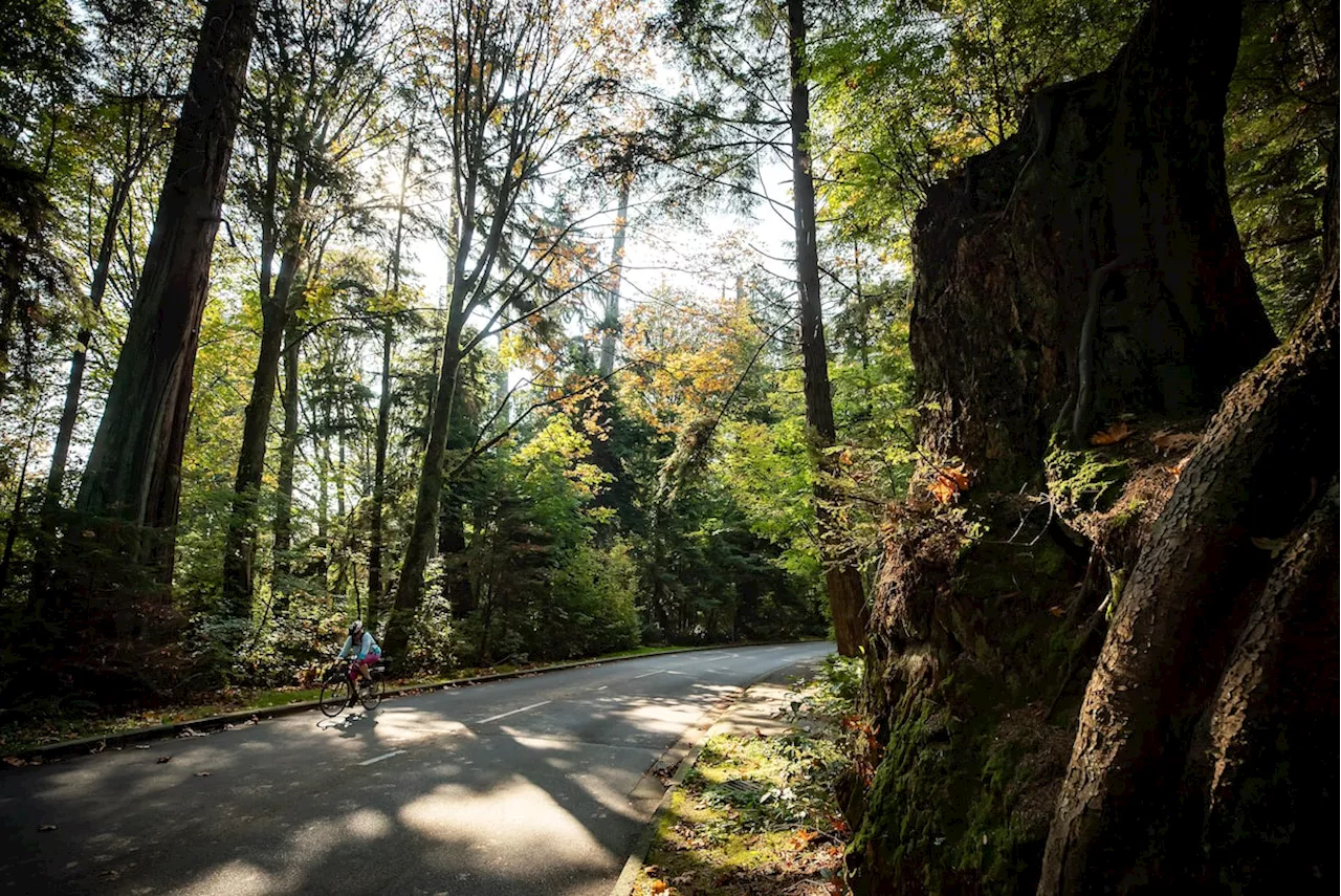 Seeing the forest through the dead trees at Stanley Park