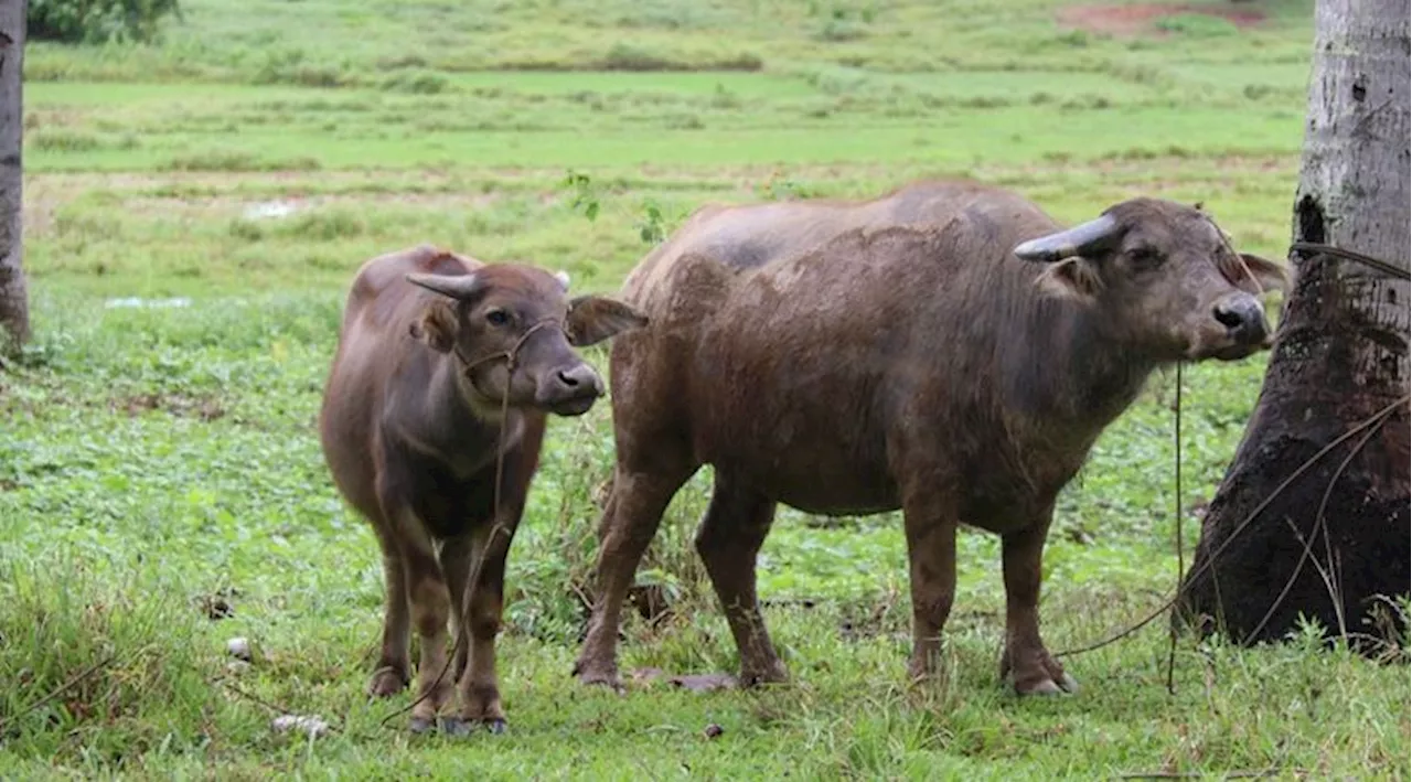 Scientists find Philippine native carabao, riverine buffalo as distinct species