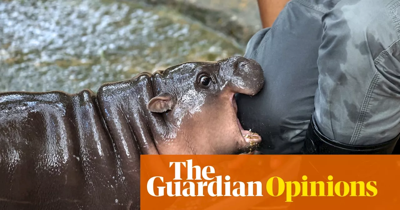 A baby pygmy hippo named Moo Deng: she is all we want to look at