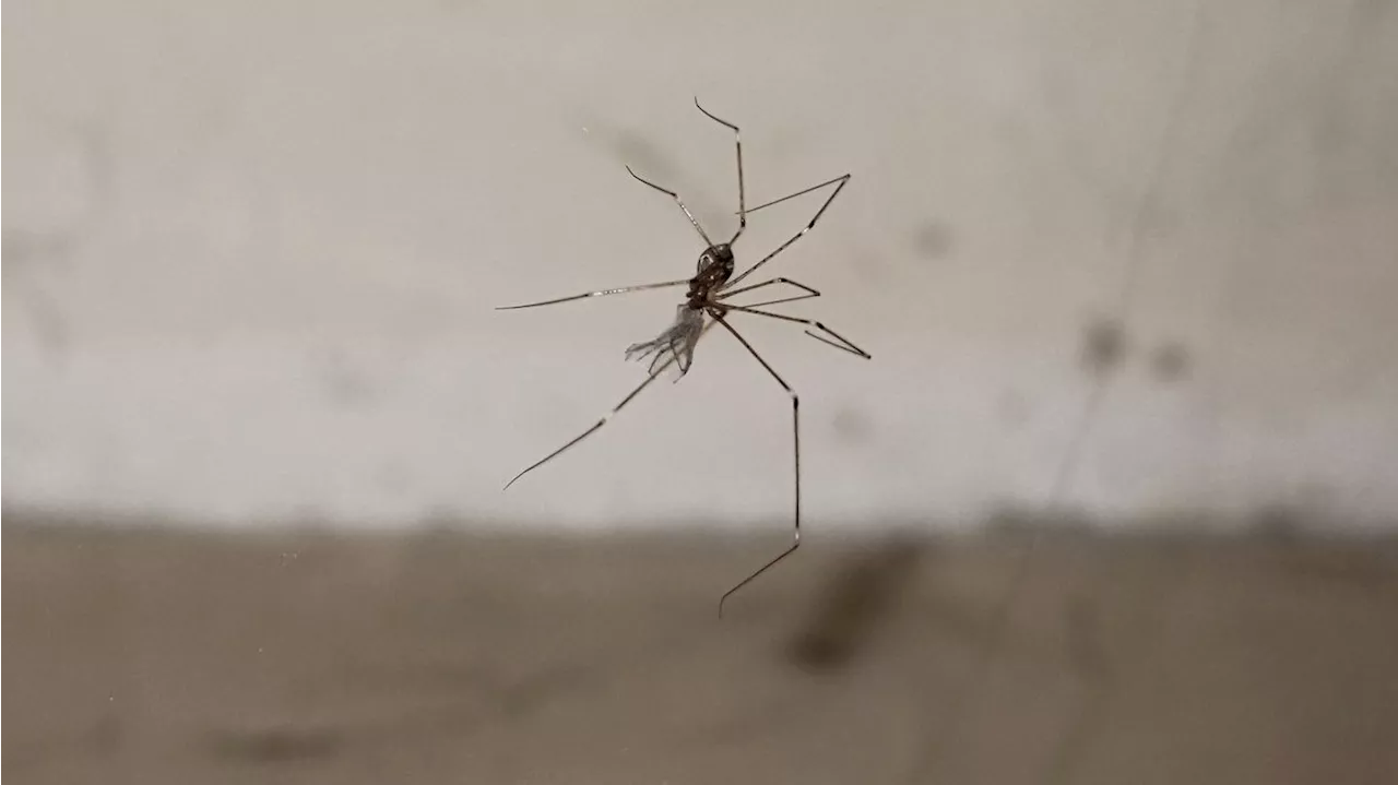  Dieses Geheimnis verrät eine Indoor-Spinne