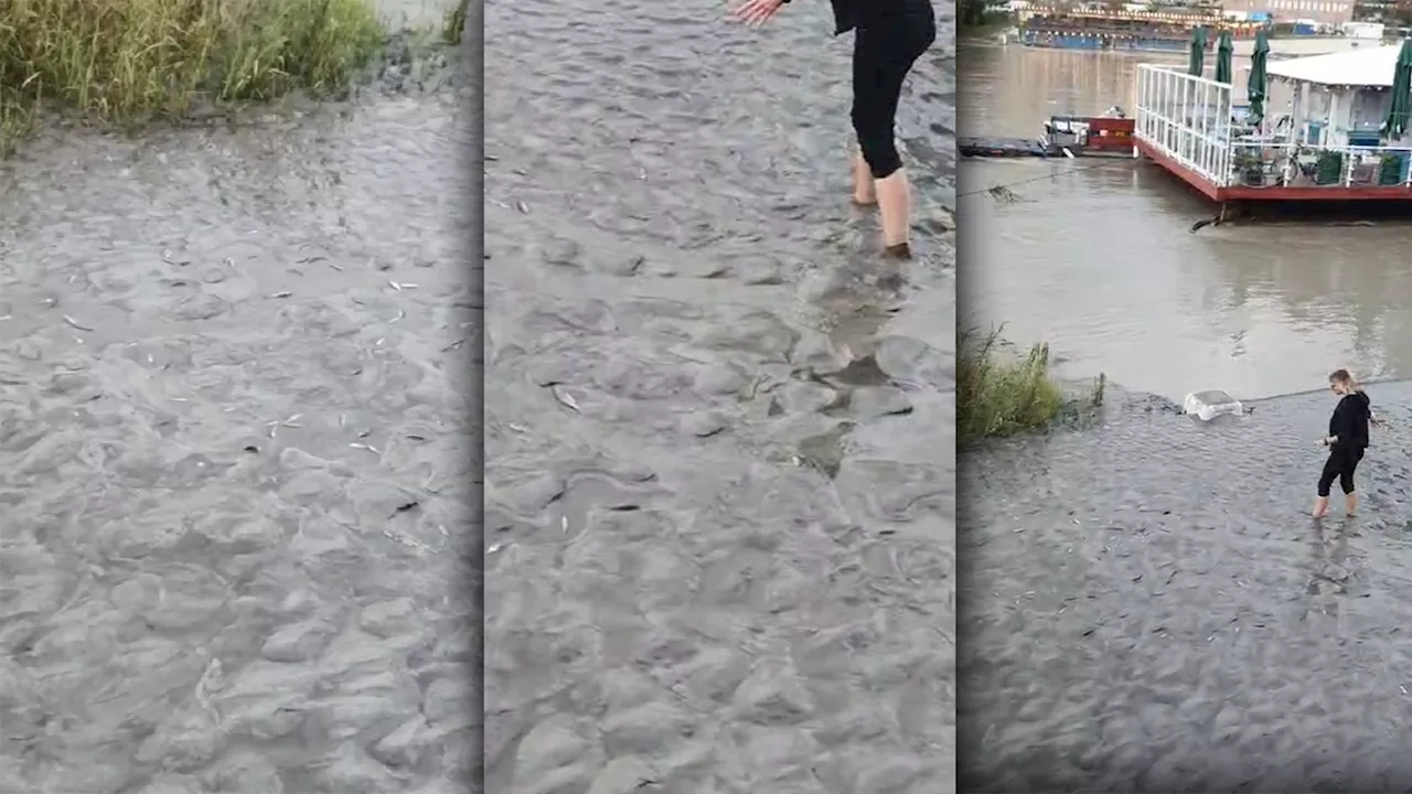  Nach Hochwasser – Frau wird in Wien zu Lebensretterin