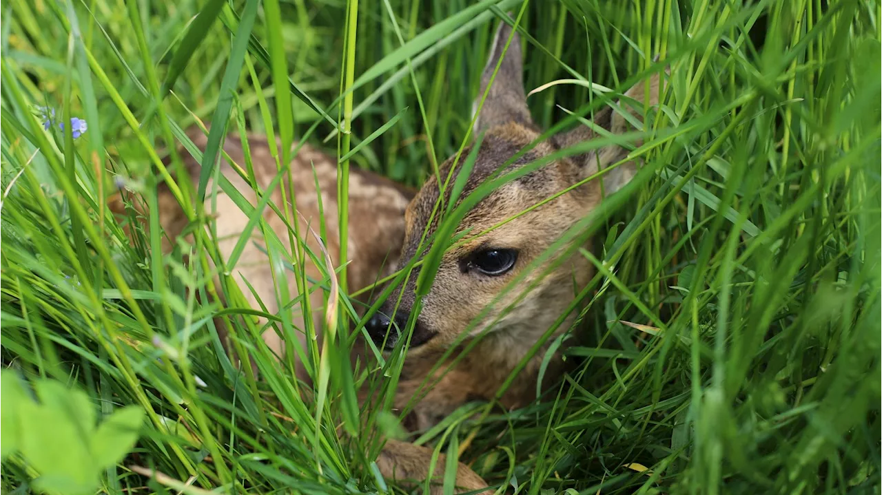 Rehkitze, Igel und Schwalben - Hochwasser forderte unzählige Opfer unter Wildtieren