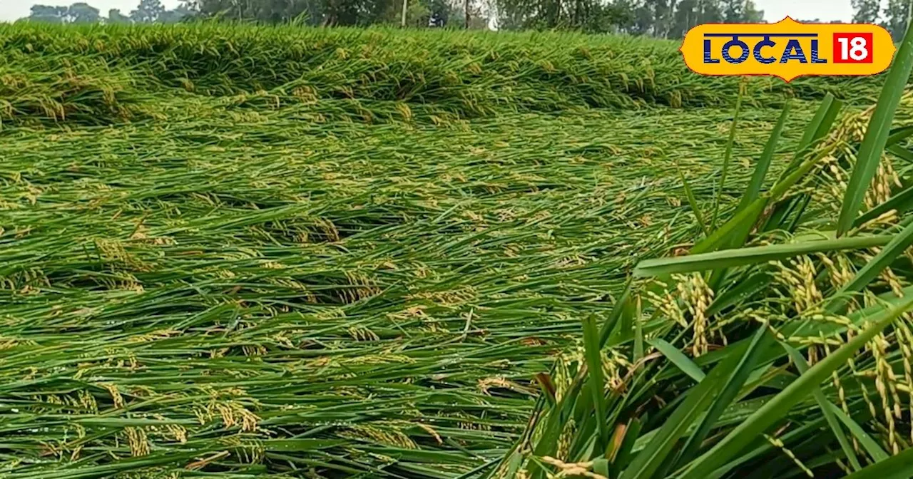 बारिश के कारण गिर गए धान के पौधे? करें छोटा सा ये देसी उपाय, नुकसान होगा कम