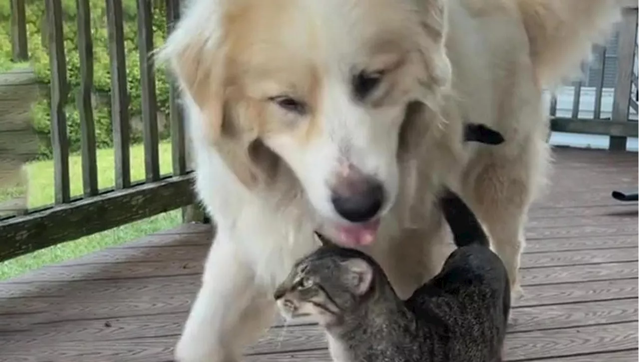 Un legame profondo tra un gatto e un cane