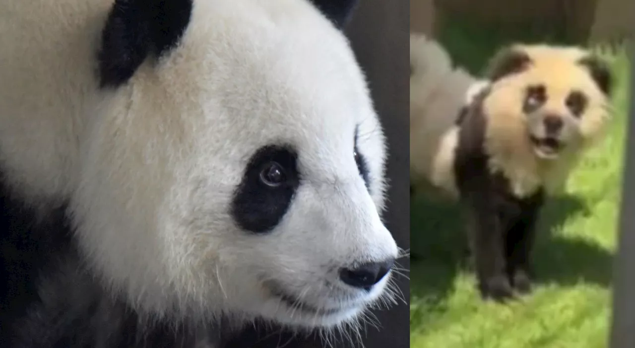 Panda, la truffa dello zoo. I visitatori: «Volevamo vederli, poi si sono messi ad abbaiare: erano cani dipinti