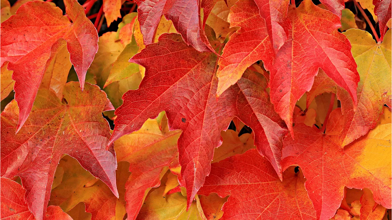 Llega el otoño este fin de semana: se podrán ver cuatro planetas en el cielo