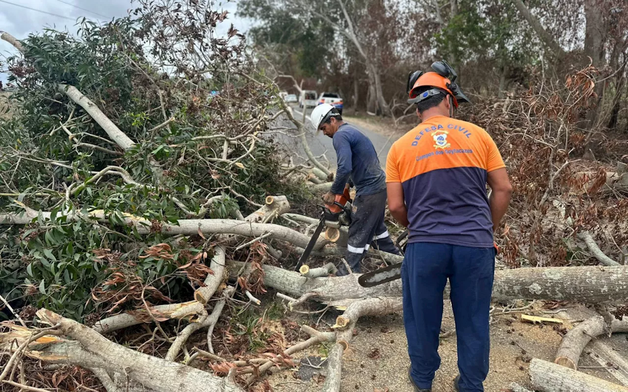 Operação Emergencial Remove 31 Árvores Danificadas por Vandalismo na BR-356