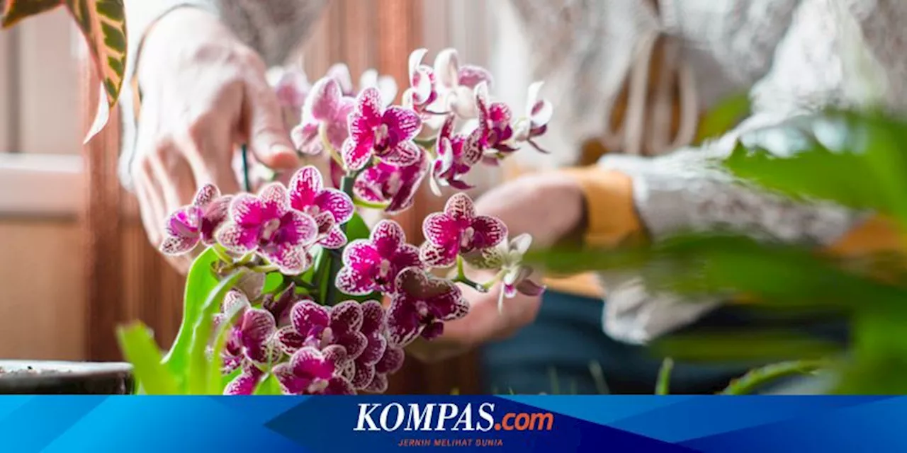 5 Jenis Bunga Anggrek yang Paling Mudah Dirawat, Cocok untuk Pemula