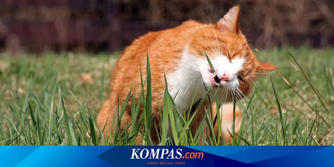 Berbahaya bagi Kucing Peliharaan, Jangan Taruh 5 Tanaman Ini di Rumah