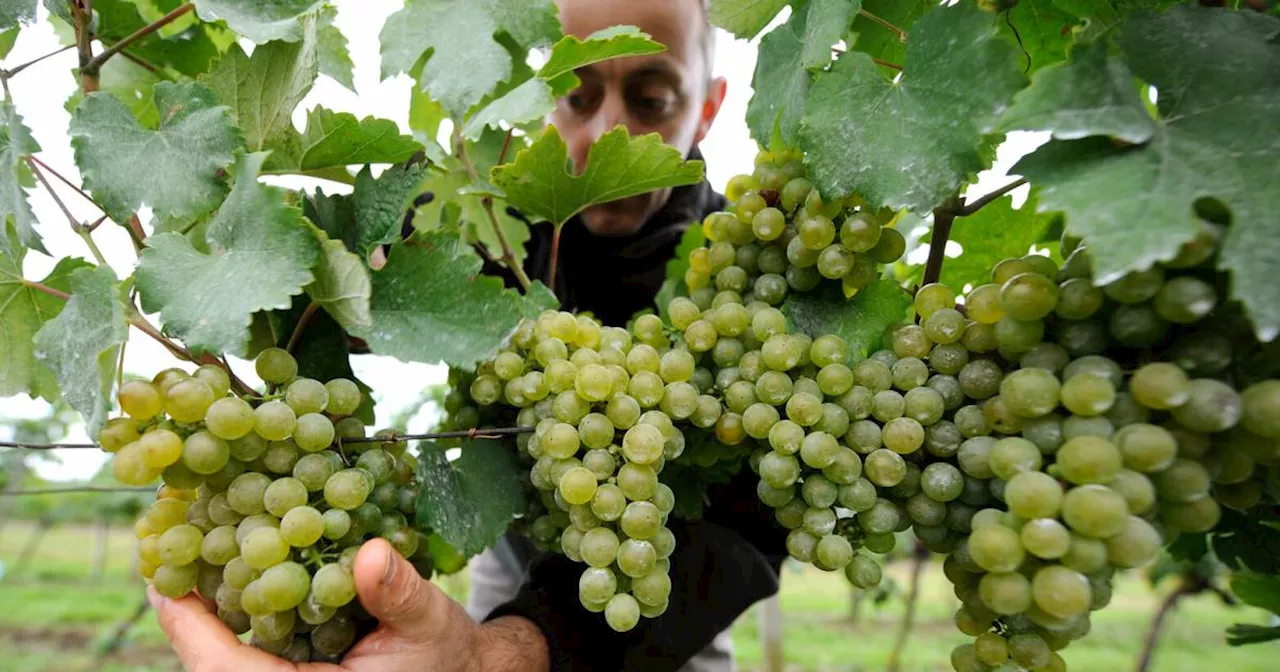 Österreich wird ein Land der Weißweine bleiben