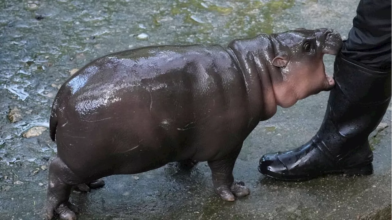 Thailand's adorable pygmy hippo Moo Deng becomes social media sensation