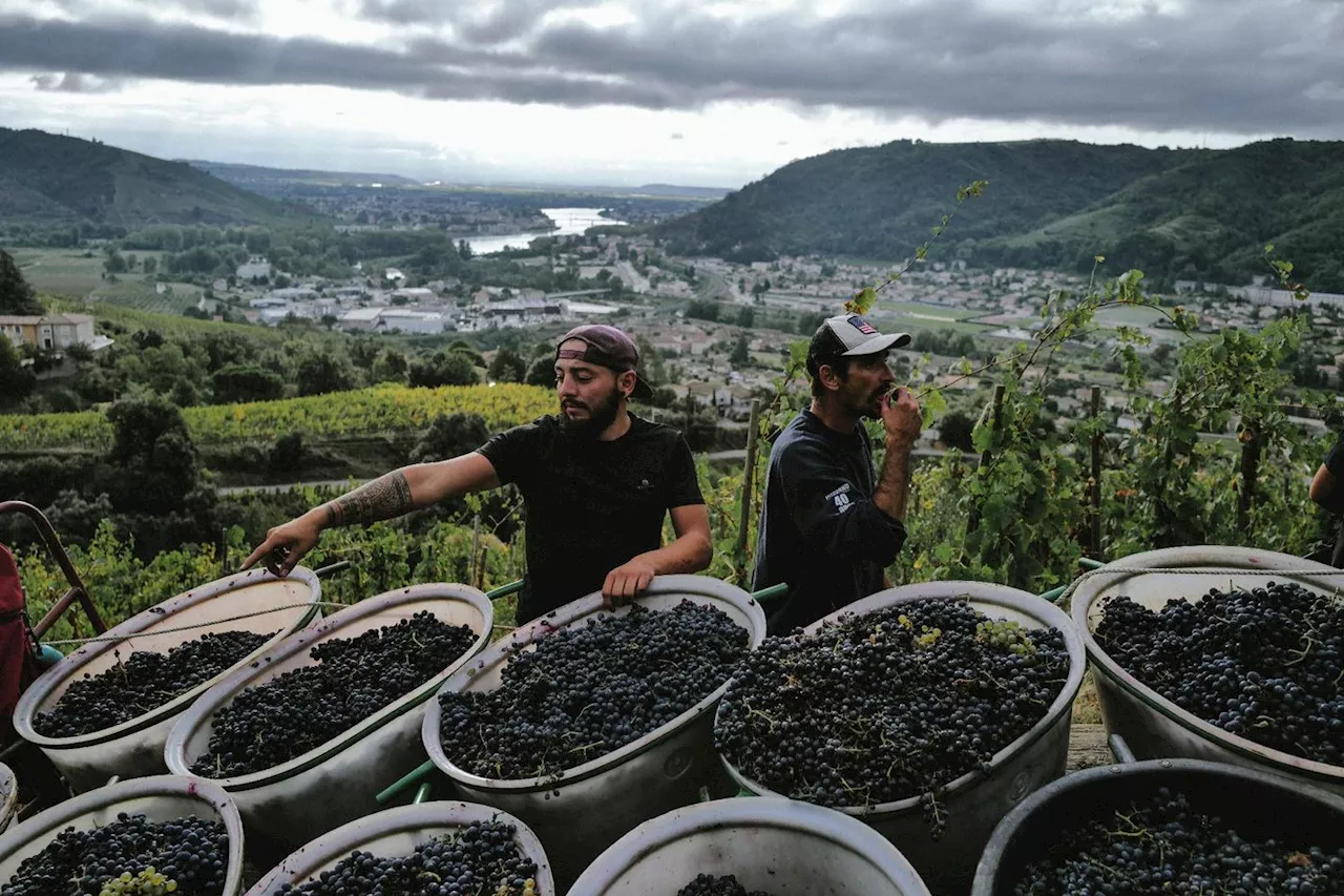 Sur des coteaux pentus d'Ardèche, les «vendanges de l'extrême»