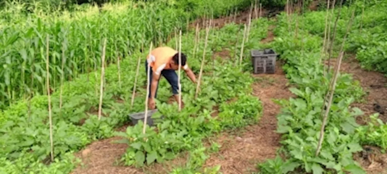 In Sitiawan, a farmer teaches Orang Asli how to be financially independent... by growing organic produce