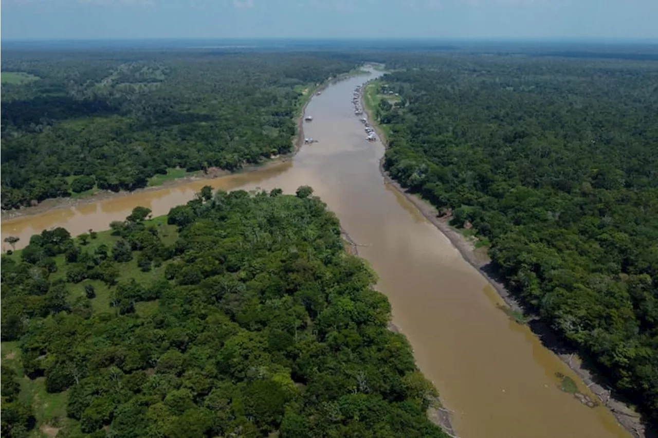 11 Hewan Paling Unik dan Mengerikan di Hutan Amazon