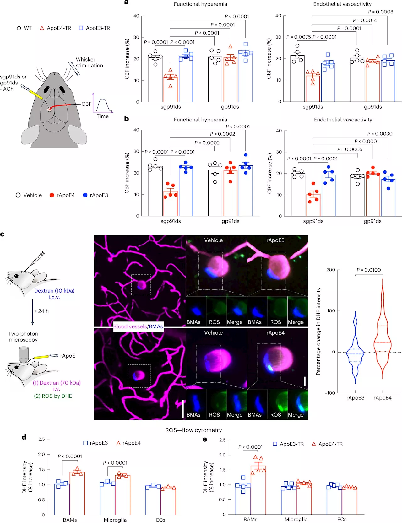 Immune cells linked to blood vessel damage and neurodegeneration