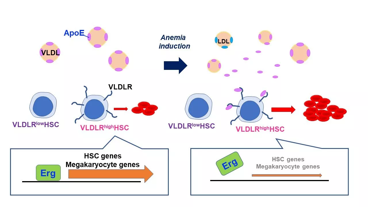 Researchers discover potential target to treat severe anemia in patients unresponsive to standard treatments