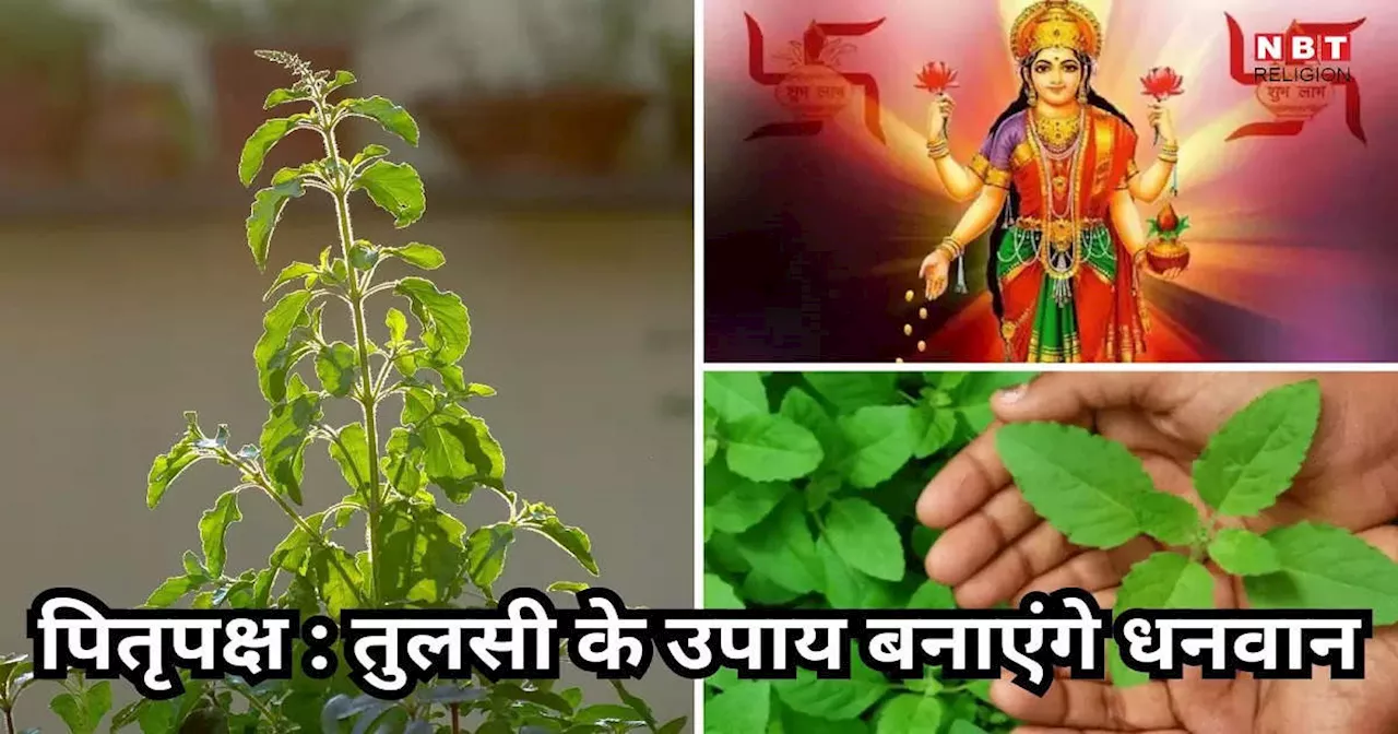 Pitru Paksha 2024 Tulsi ke Upay : पितृपक्ष में तुलसी से जुड़े ये उपाय बना देंगे धनवान, पितरों के साथ मां लक्ष्मी का भी मिलेगा आशीर्वाद