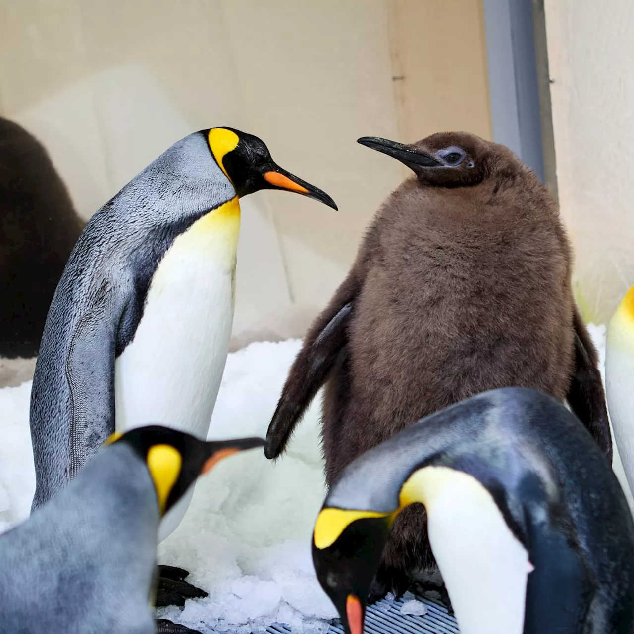 46-pound baby penguin is breaking the internet: ‘Pesto is a celebrity'